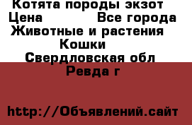 Котята породы экзот › Цена ­ 7 000 - Все города Животные и растения » Кошки   . Свердловская обл.,Ревда г.